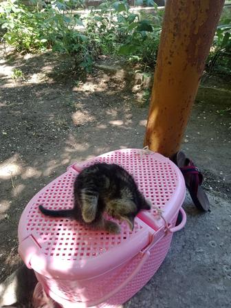 Котенок симпатичный смышленый малыш