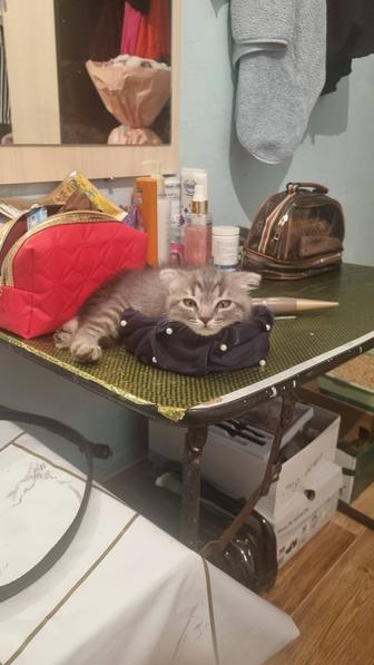 Продам котят