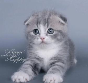 Вислоухие котята