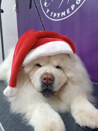 Потерялась собака