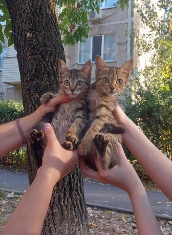 Отдам котят в добрые руки