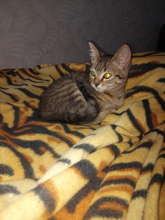 Отдам котят в добрые руки