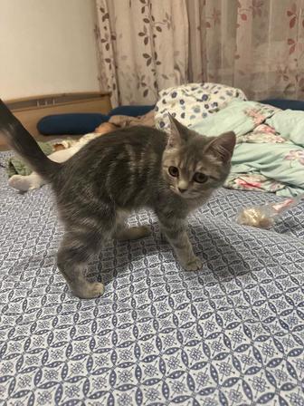 Отдам кошку в добрые руки