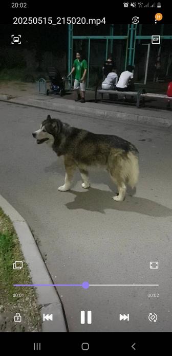 Найдена собака