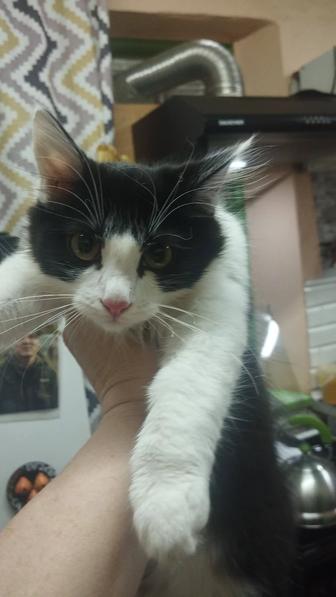 Котенок в хорошие руки