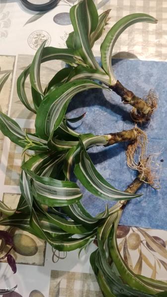 Укорененные черенки комнатных растений