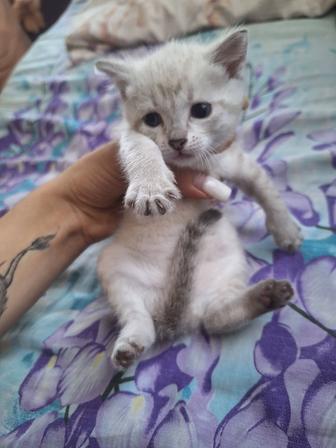 Отдам котят