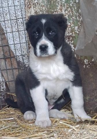 Шикарный породный мощный Алабайчик