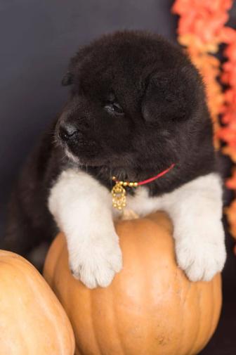 Щенки Американской Акиты