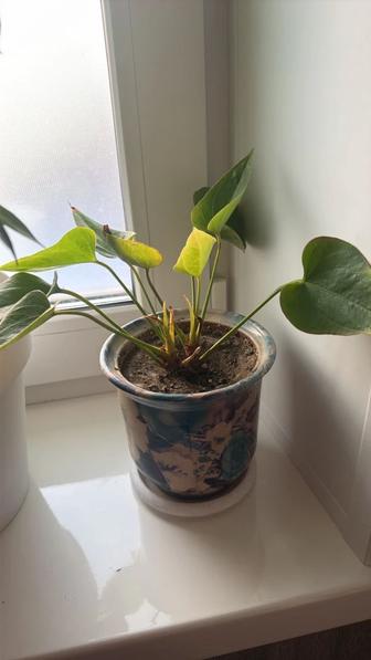 Цветы комнатные