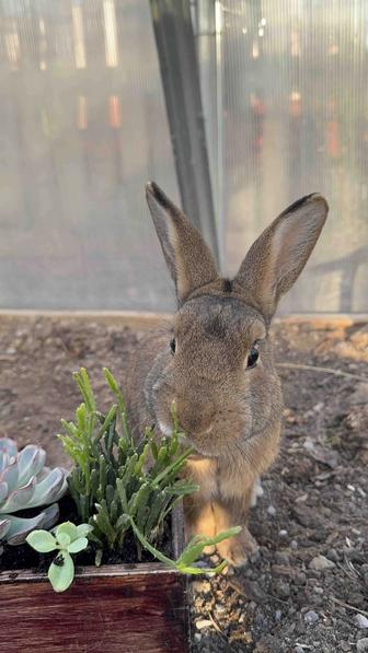 Продам декоративного кролика