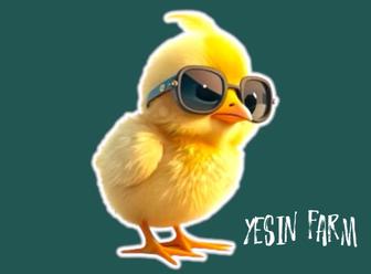 Инкубационные яйца бройлера арбор айкрес от здоровой птицы