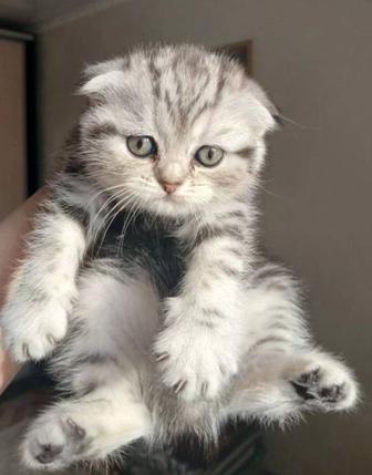 Котенок девочка scottish fold