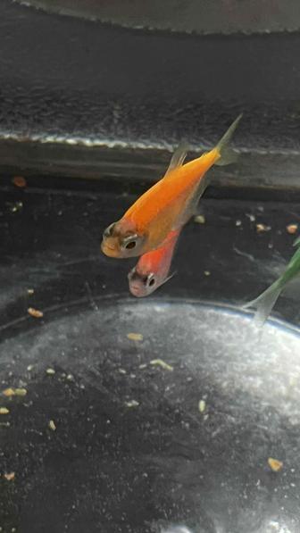 Продам аквариум