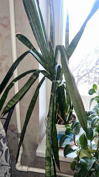 Цветок Тещин язык .