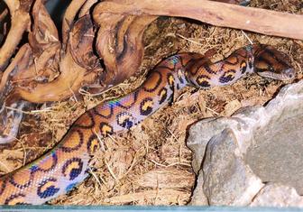 Бразильский радужный удав