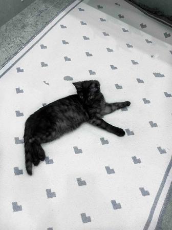 Красивая кошечка