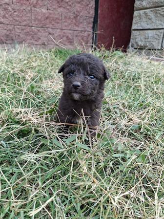 Отдам щенков