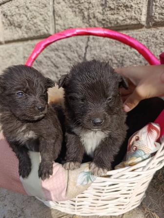 Отдам щенков