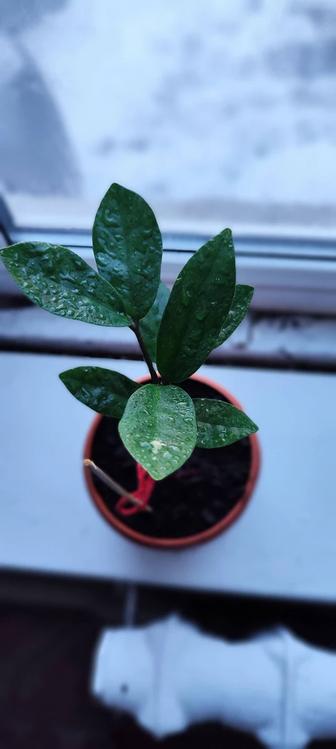 Продам молодой замиокулькас, также известный как долларовое дерево.