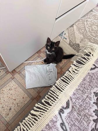 Котенок ищет хозяйку (или хозяина)