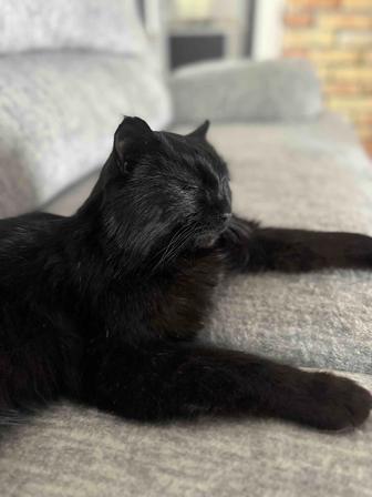 Черный кот в добрые руки