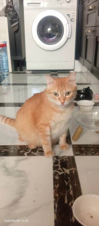 Котик Кирюша кастрат