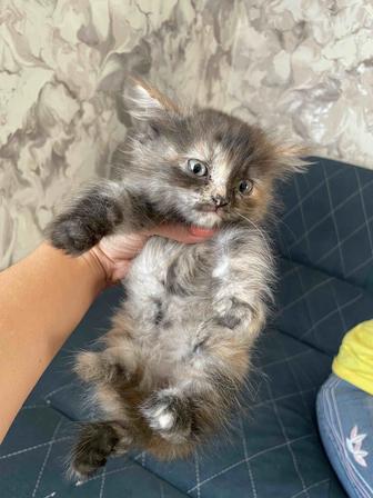 Красивые котята