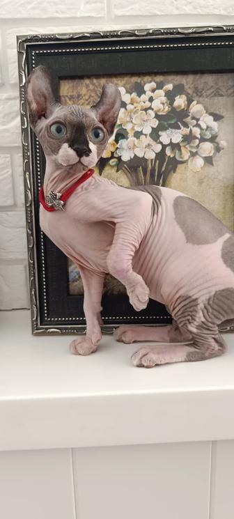 Шикарные котята Эльфы(сфинкс)