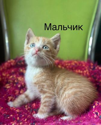Котенок в добрые руки