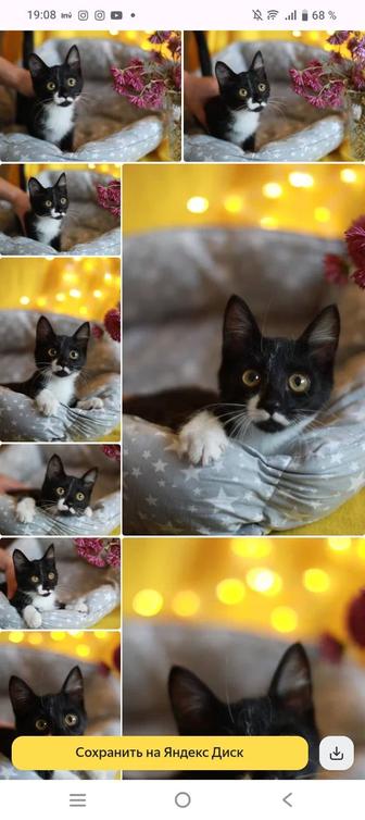 отдам котенка на добрые руки