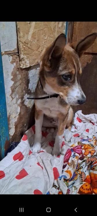 Молодой кобель