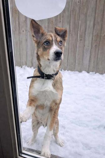 Молодой кобель