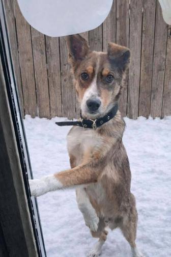 Молодой кобель