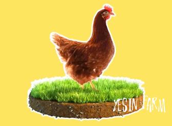 Инкубационные яйца несушка ломан браун фермерский выбор