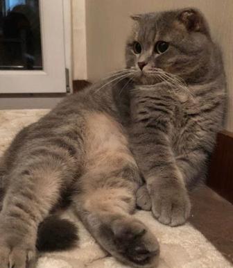 Кошка сатылады