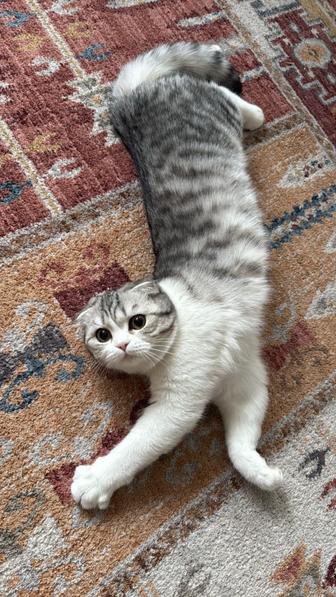 Отдам в добрые руки породистую кошечку (67 месяцев)