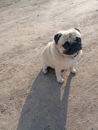 Готовятся к продаже щенки мопса