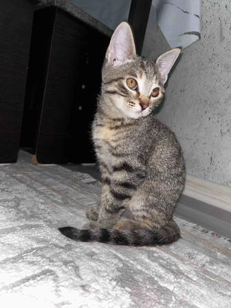 Отдам котенка в хорошие руки