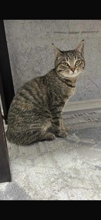 Отдам котенка в хорошие руки