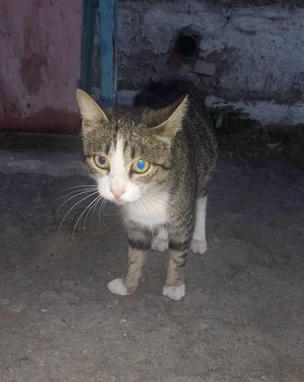 Кот