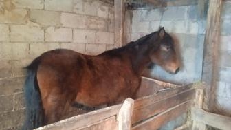 Продам лошад