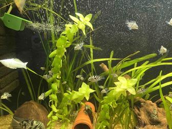 Продам мальков сапфирового попугая