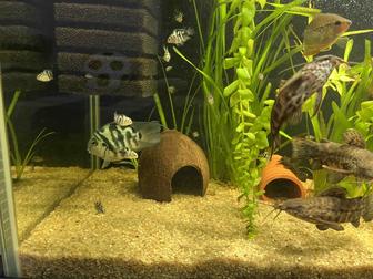 Продам мальков сапфирового попугая