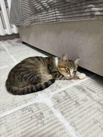 Отдам котенка 4 месяца