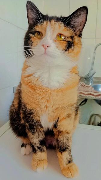 Хэппи стерилирозана