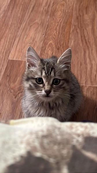 Котик Пушок ищет семью