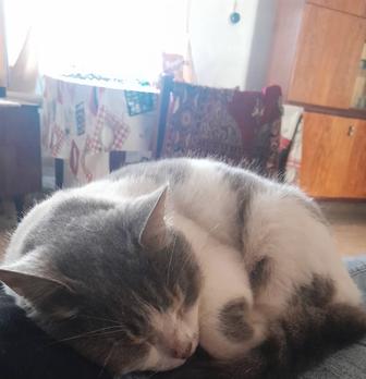 Отдам кошку в самые добрые руки