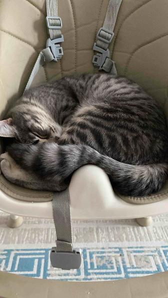 Животные Отдам кота