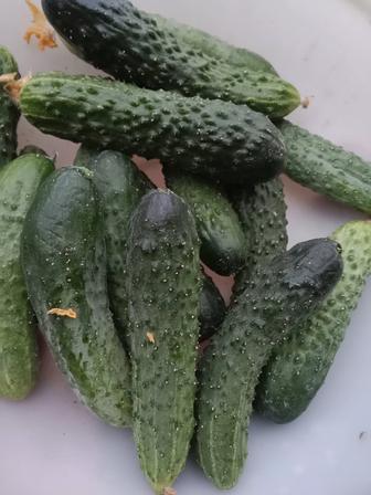 Огурцы свежие местные